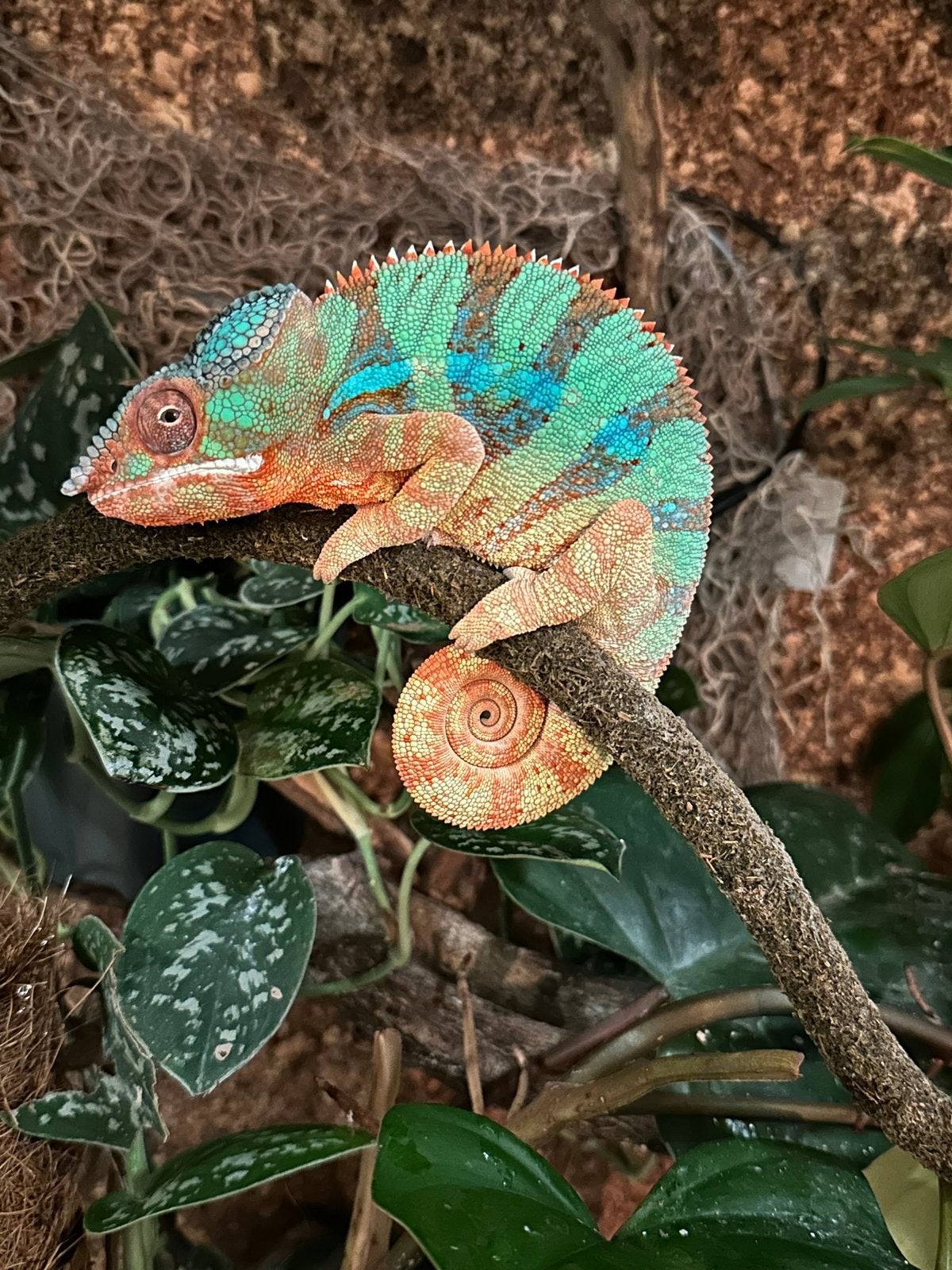 Kameleon met terrarium (Furcifer pardalis)., Hagedis, Met terrarium, 3 tot 6 jaar