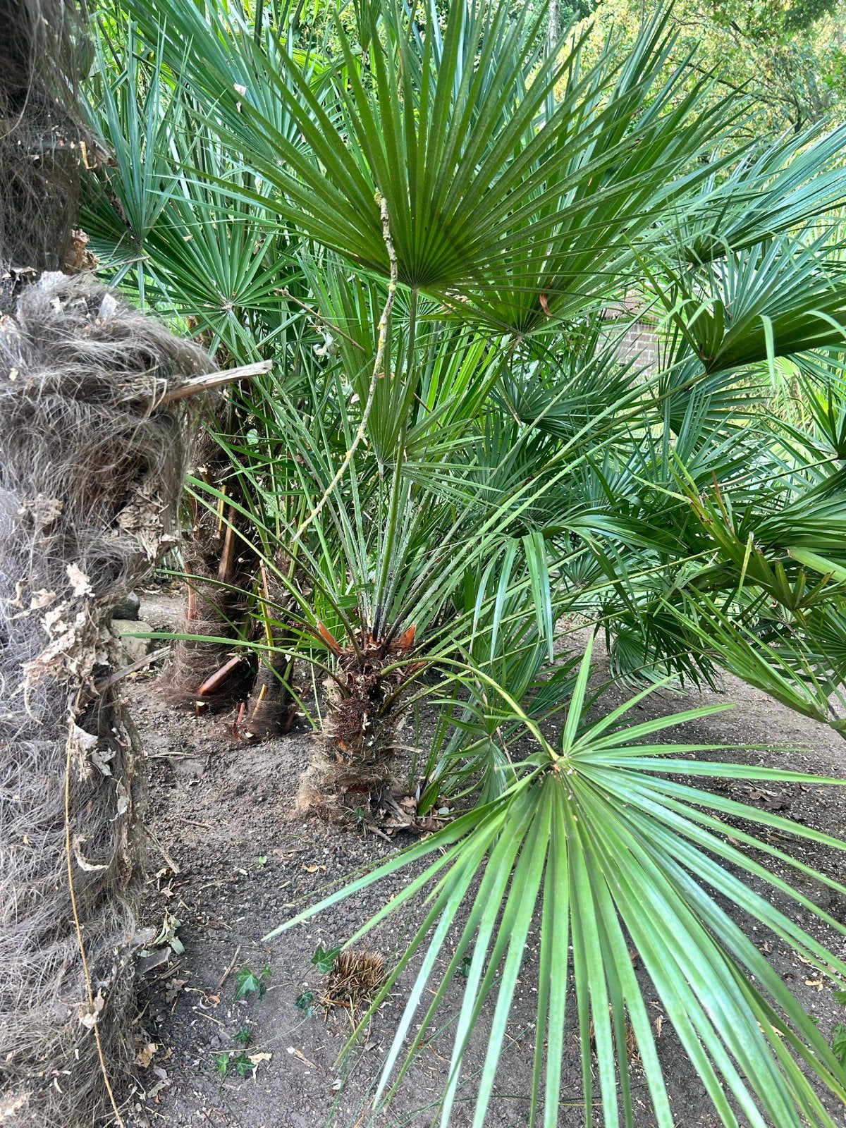 Europese Dwergpalm (Chamaerops humilis), Volle zon, Vaste plant, Bloeit niet, Ophalen