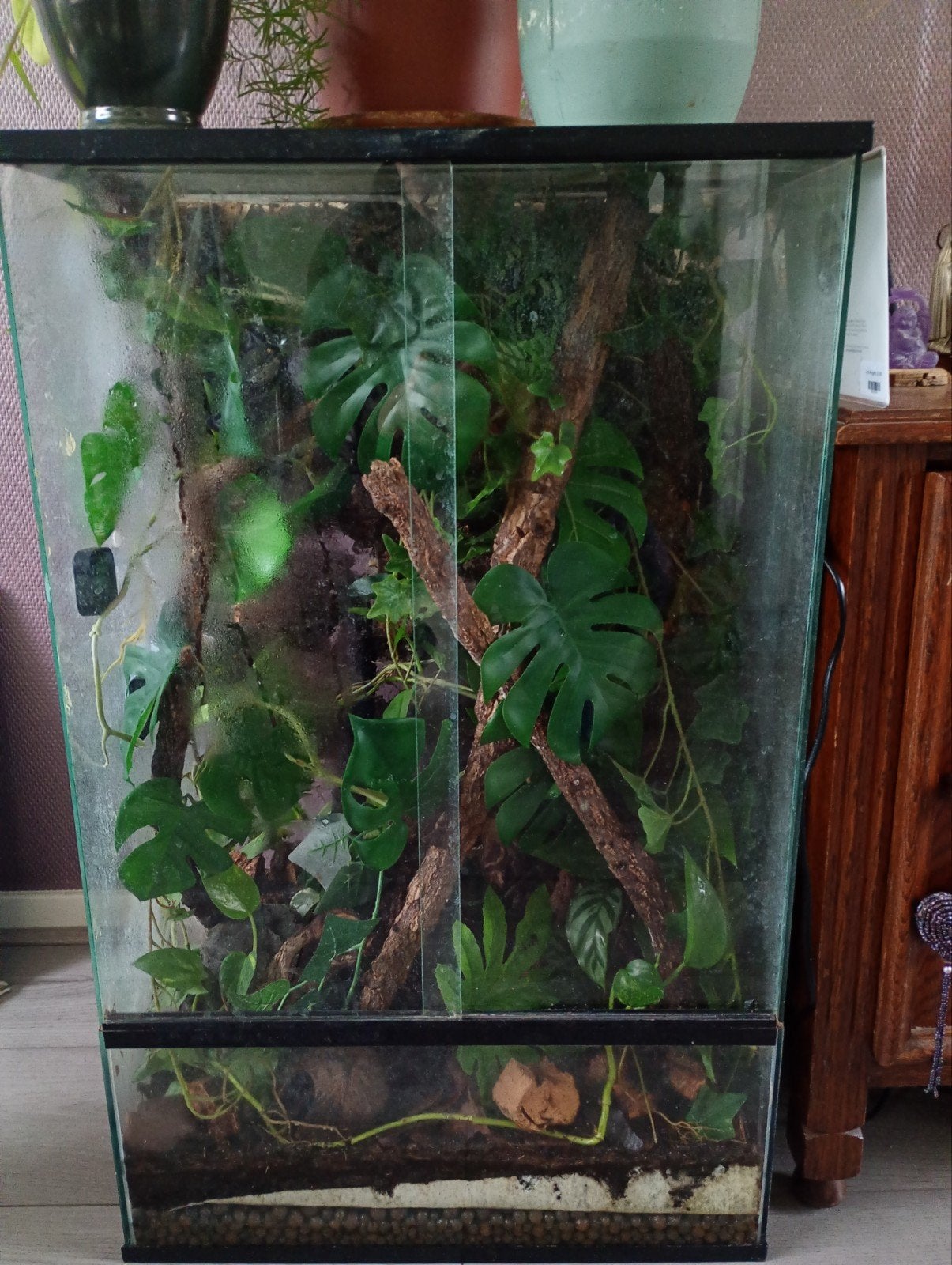 Mooi terrarium met jonge wimpergekko, Dieren en Toebehoren, Reptielen en Amfibieën, Met terrarium, 0 tot 2 jaar
