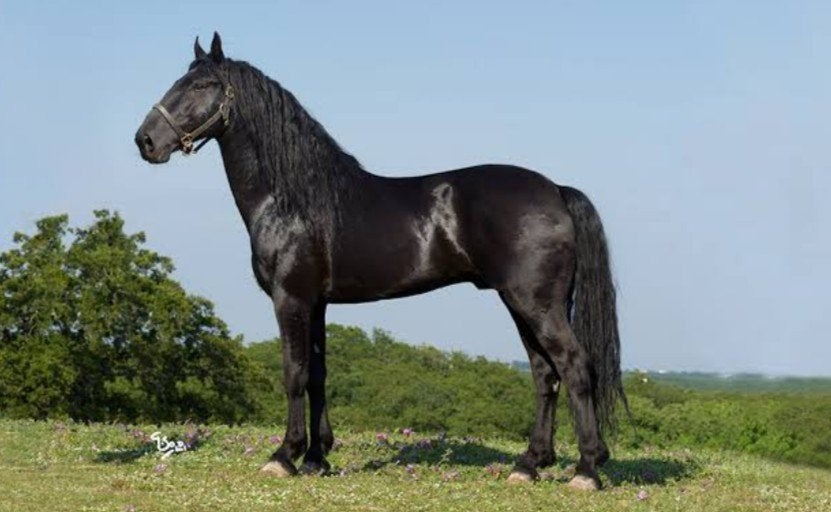 stalling gezocht, Weidegang, 1 paard of pony