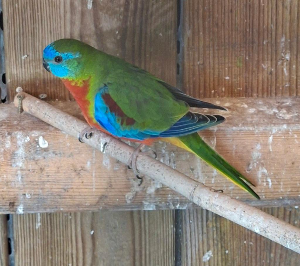 Jonge Roodbuik turquosine parkieten, Dieren en Toebehoren, Vogels | Parkieten en Papegaaien, Geslacht onbekend, Parkiet