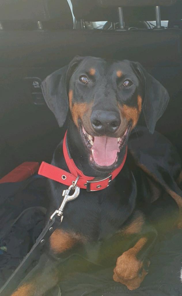 Doberman reu, 6 jaar of ouder, Reu, Eén hond, Nederland