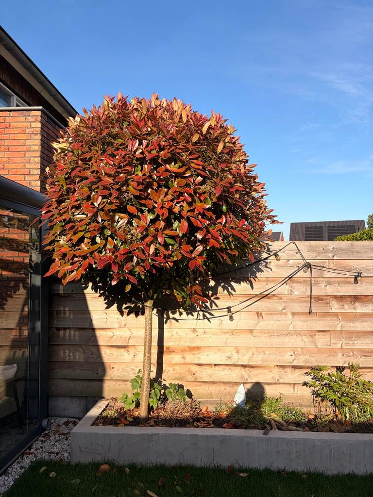 Photinia ‘Red Robin’ boom, mooie volle bol  2,5m hoog, Bloeit niet, 250 tot 400 cm, Ophalen, Volle zon