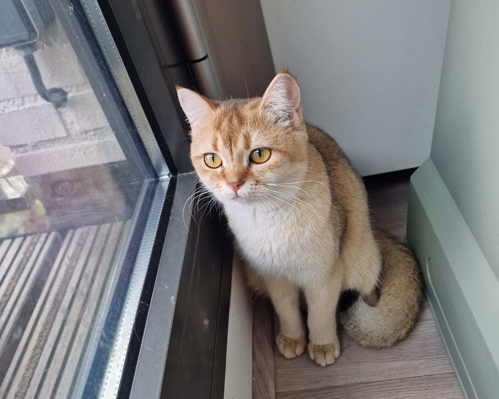 Britse Korthaar | lilac - black - chocolate golden | 🐱, Meerdere dieren, Ontwormd, 0 tot 2 jaar