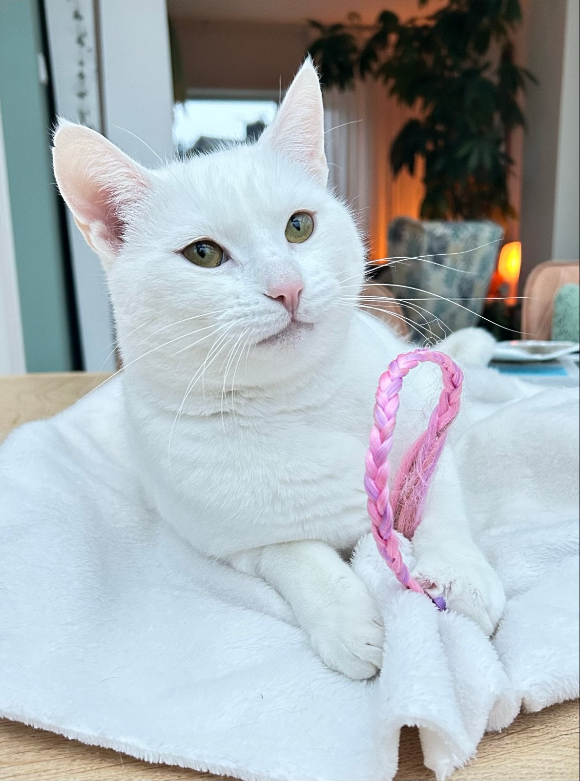 Vermist witte kater Bor, Kat