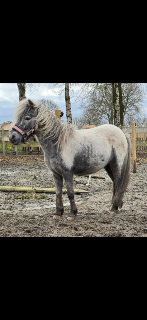 Appaloosa pony, Dieren en Toebehoren, Merrie, A pony (tot 1.17m), 7 tot 10 jaar, Onbeleerd