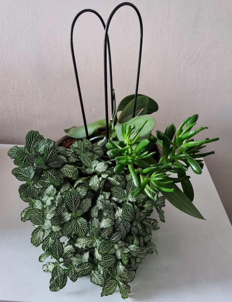Mooie plantencombinatie in pot, Ophalen, Overige soorten, Halfschaduw, In pot