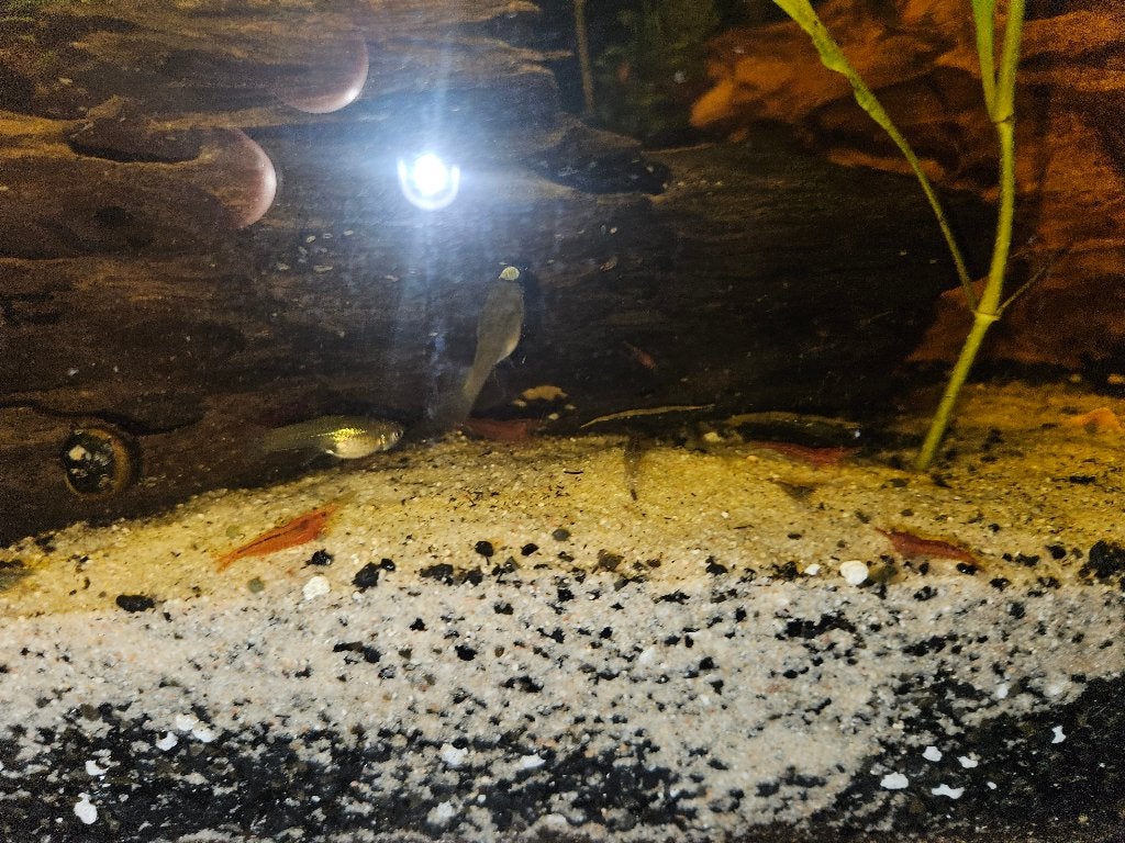 Gratis Garnalen, Kreeft, Krab of Garnaal, Zoetwatervis