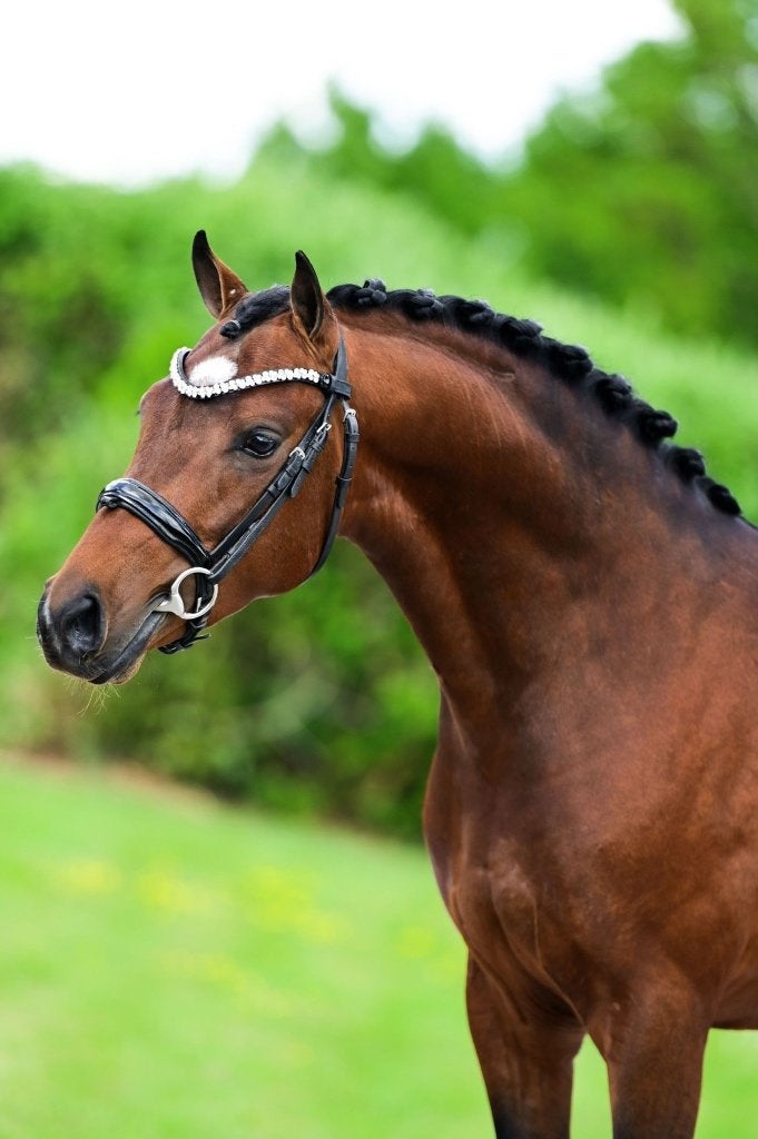 Lieve allround toekomstpony, Dieren en Toebehoren, Pony's, Ruin, Springpony, 3 tot 6 jaar, D pony (1.37m tot 1.48m)