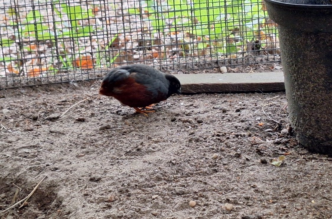 Gratis kwartel, Dieren en Toebehoren, Vogels | Overige Vogels, Mannelijk
