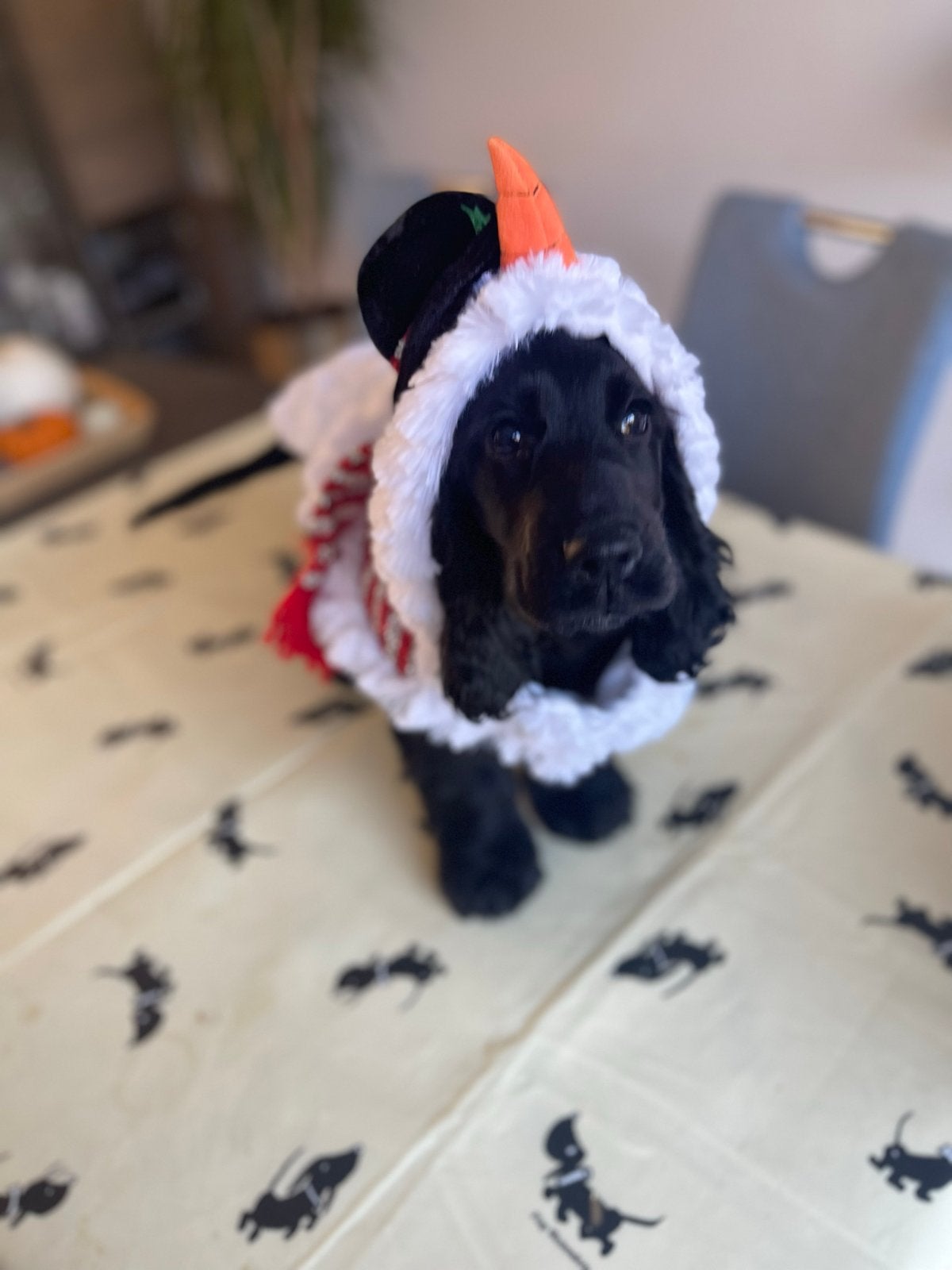 Mooi honden kerstmanpakje, Diversen, Ophalen of Verzenden, Zo goed als nieuw