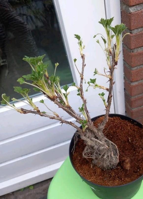 Kruisbes .Wit ...🫒🫒....Biologisch, Ophalen, Fruitplanten, Volle zon