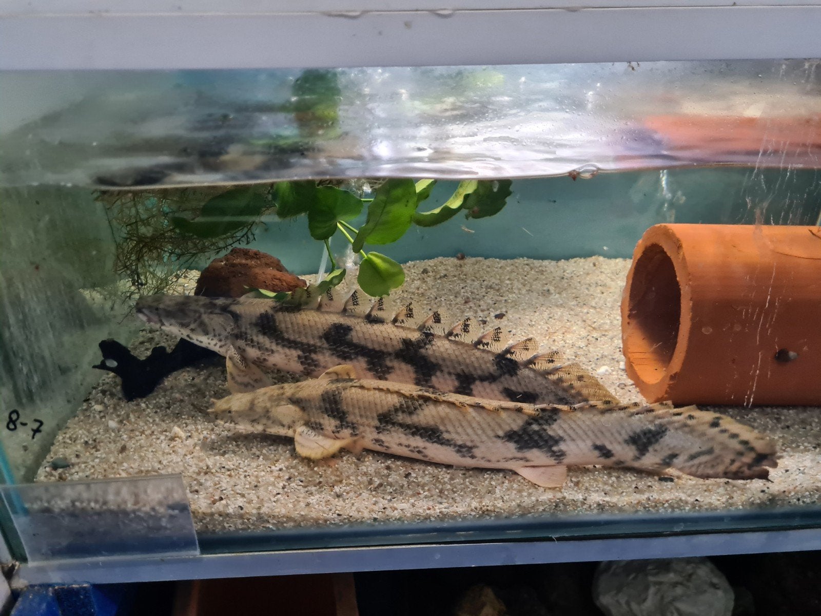 Polypterus Endlicheri XL, Kwastvinsnoek, Dieren en Toebehoren, Vissen | Aquariumvissen, Vis, Zoetwatervis