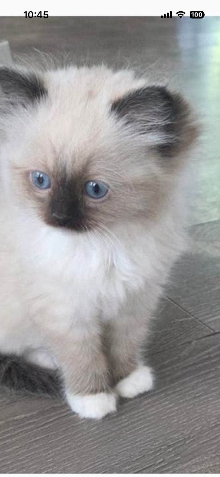 Ragdoll kitten + toebehoren, Kater