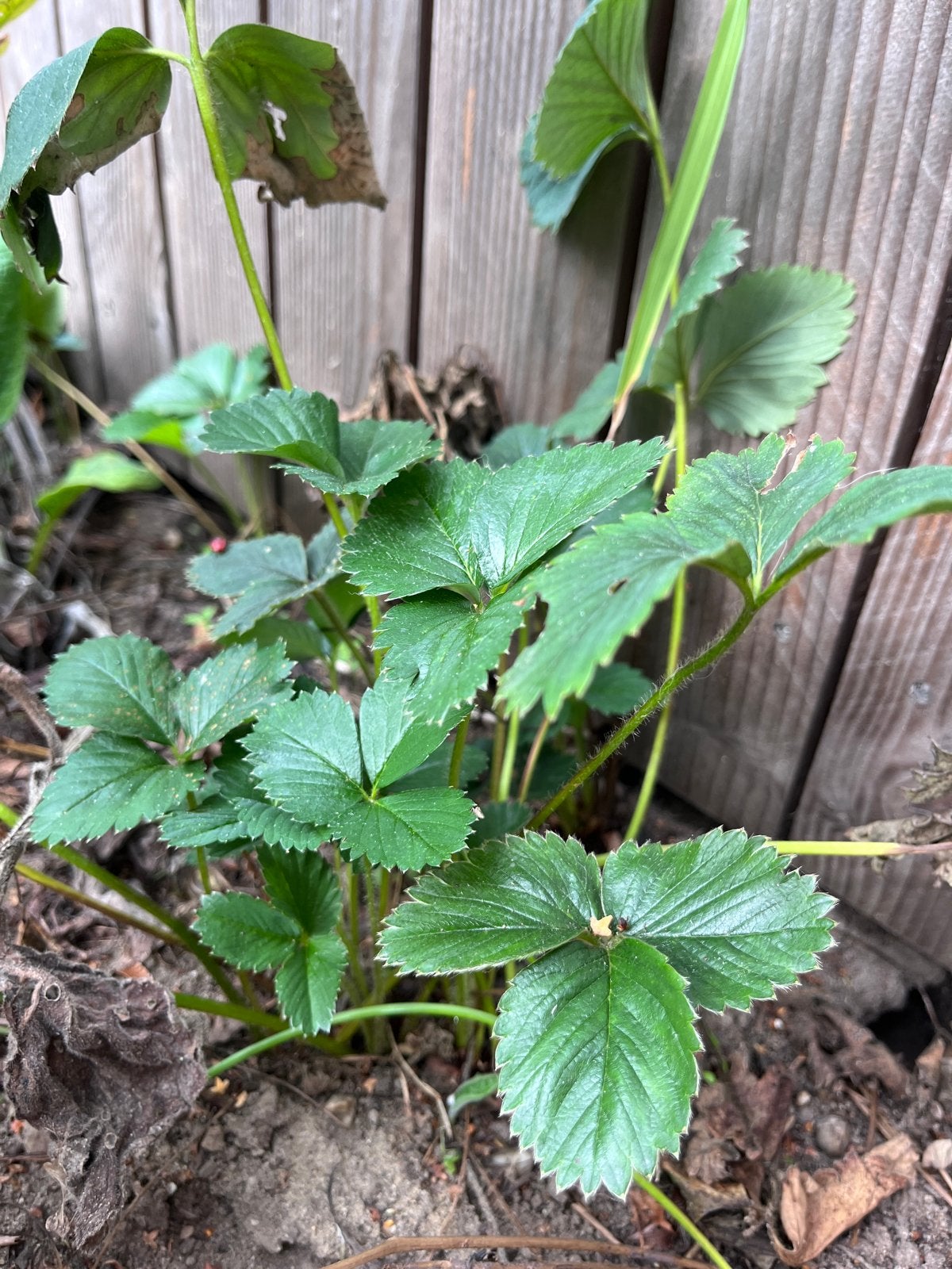 Verse aardbeienplanten stekjes, Ophalen, Volle zon, Vaste plant, Fruitplanten