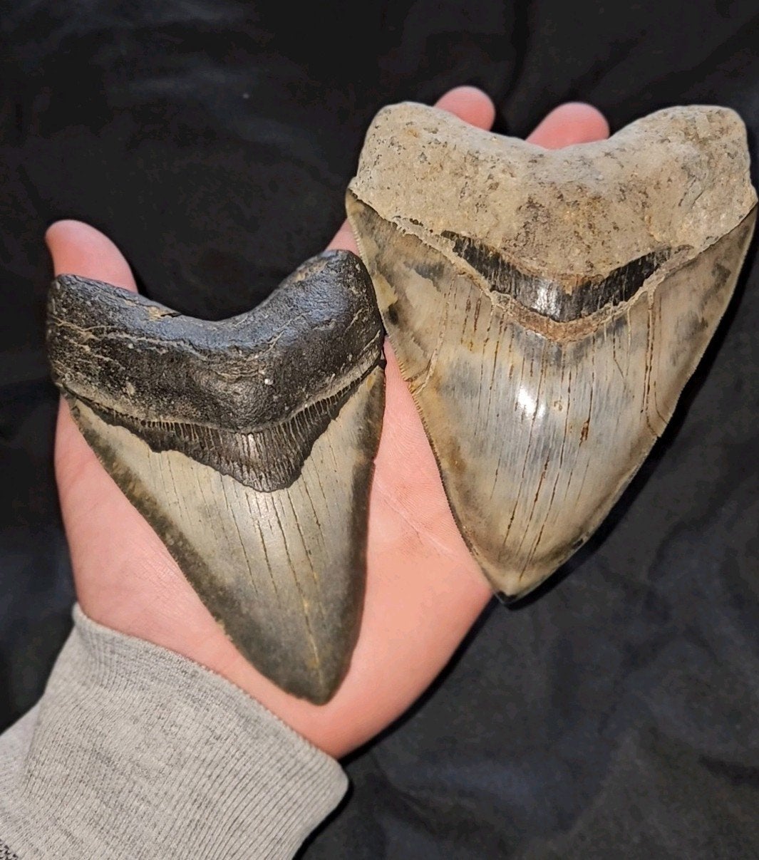 gave megalodon tanden, Ophalen of Verzenden