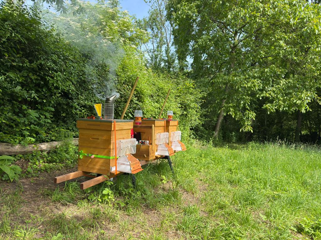 Bijen en honing - standplaats gezocht in Zuid Limburg, Bijen