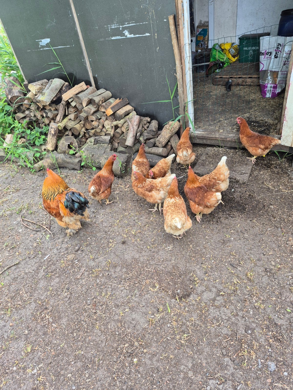 Legkippen te koop, Dieren en Toebehoren, Vrouwelijk, Kip