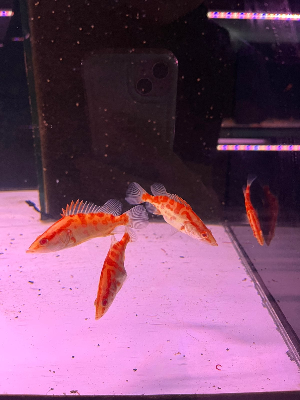 Sinipaca albino, Dieren en Toebehoren, Vis