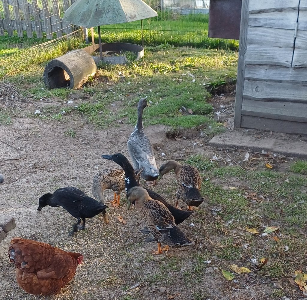 5 Loopeenden mannetjes gratis, Dieren en Toebehoren, Meerdere dieren, Eend