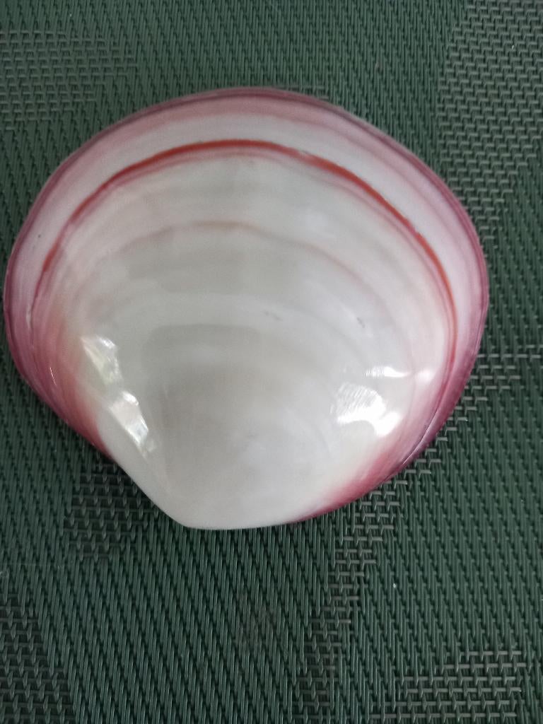 Codakia Tigerina Schelp, Verzamelen, Ophalen, Schelp(en)