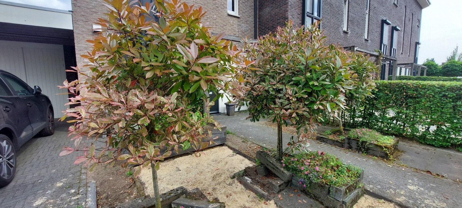 Photinia Fraseri Red Robin boom 2x, Bolboom, Halfschaduw, Ophalen of Verzenden, Lente