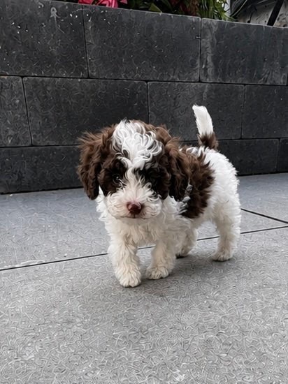 Maltipoo hele mooie apparte kleuren kleine pups, Poedel, Parvo, 8 tot 15 weken, Meerdere