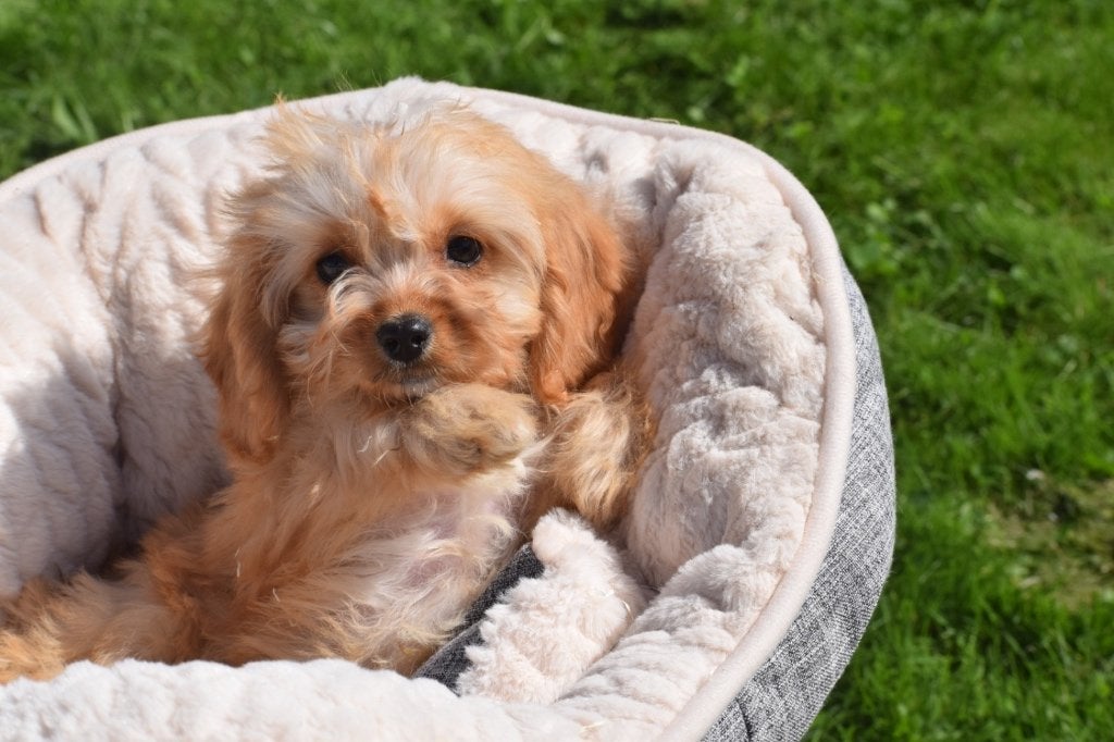 Cavapoo pup, Nederland, 15 weken tot 1 jaar, Meerdere, Meerdere dieren
