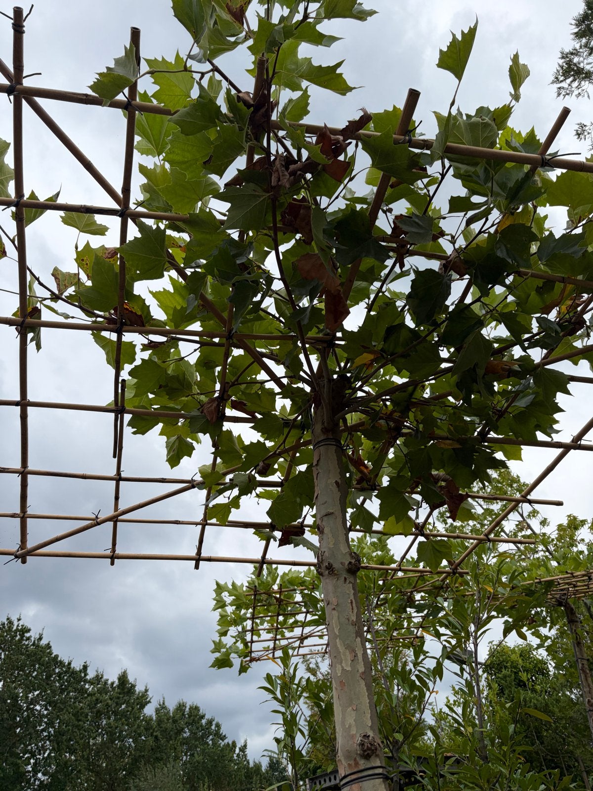 SALE Dak plataan met dikke stam en 240 cm stamhoogte, Tuin en Terras, Bloeit niet, Ophalen of Verzenden, 100 tot 250 cm, Dakboom