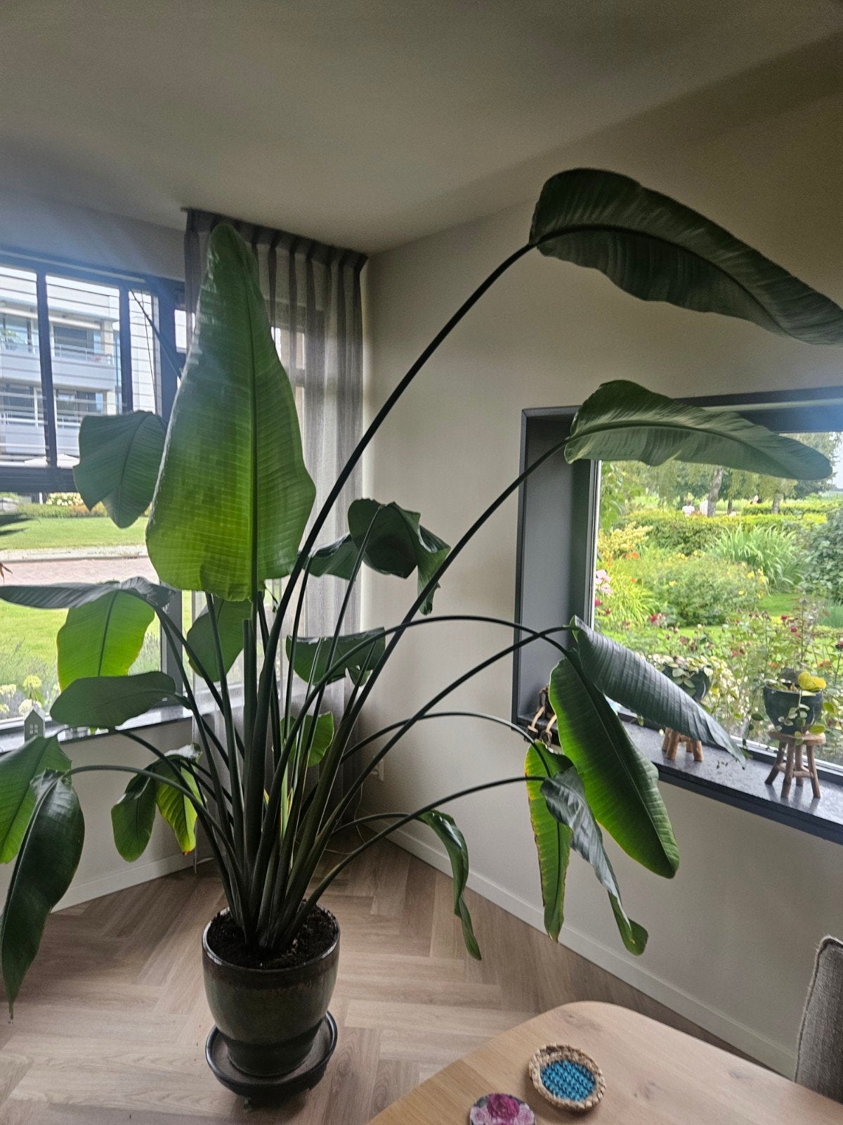 Grote kamerplant 2,5 meter, Ophalen, Halfschaduw, Minder dan 100 cm