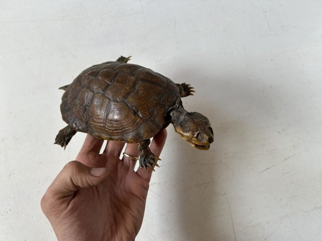 Antieke schildpad - taxidermie schild - landschildpad, Ophalen of Verzenden