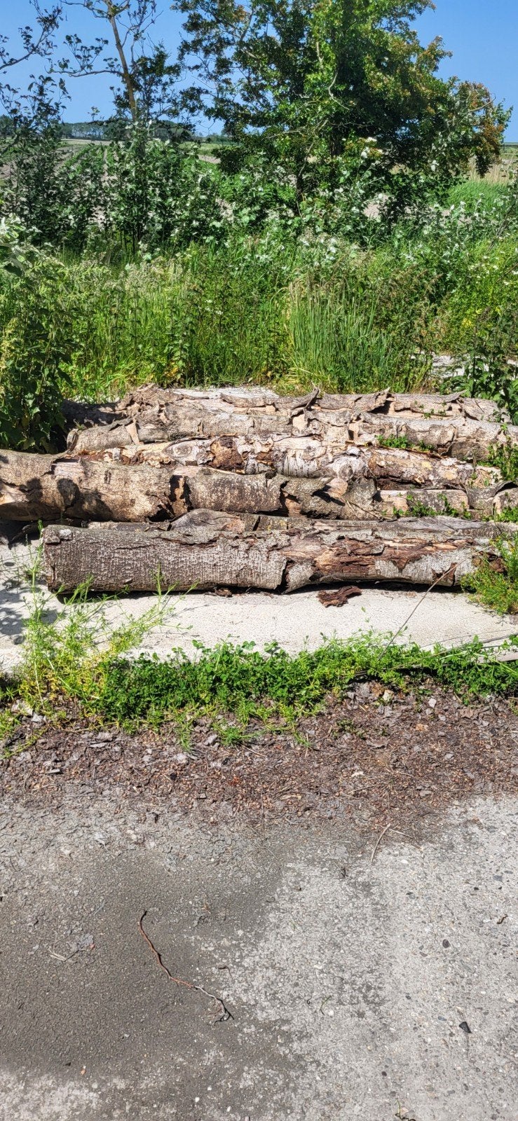 Stammen brandhout, Tuin en Terras, Haardhout, Minder dan 3 m³, Ophalen of Verzenden, Eikenhout, Stammen