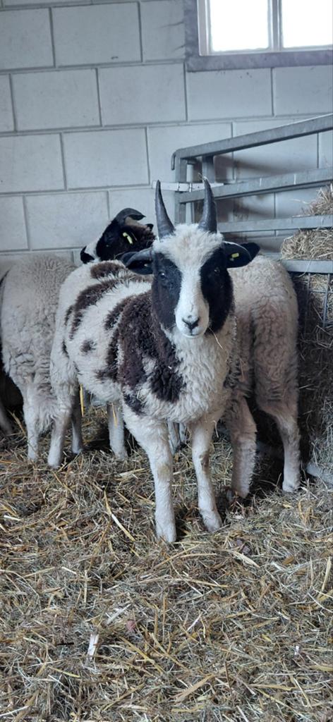 4 hoornig Jacobschaap ramlam stamboek en zwoegervrij, Dieren en Toebehoren, Schapen, Geiten en Varkens, Mannelijk, Schaap