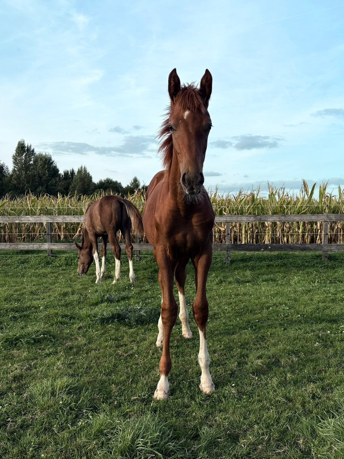 Weiland/ Grasland gezocht, 2 of 3 paarden of pony's