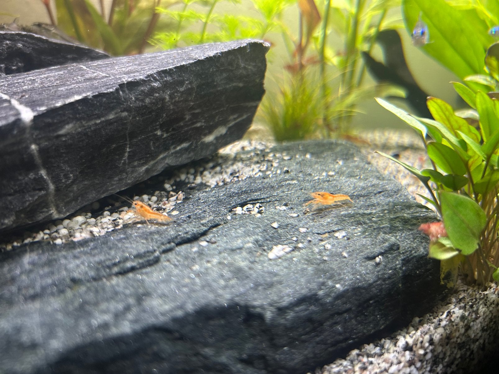 GRATIS Oranje dwergkreeft baby, Tuin en Terras, Vijvers, Ophalen, Zo goed als nieuw