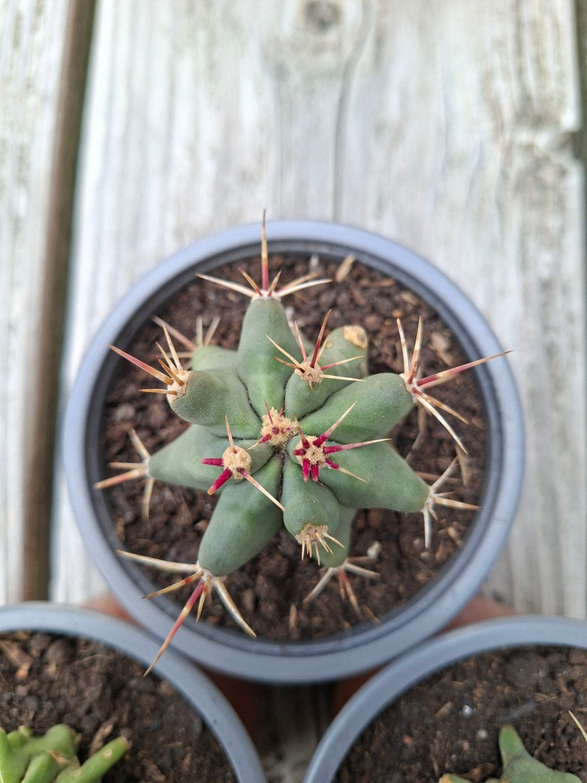 Fericactus Emoryi Orcutt (2 stuks), ruilen kan ook., Tuin en Terras, Planten | Tuinplanten, Ophalen, Overige soorten, Volle zon