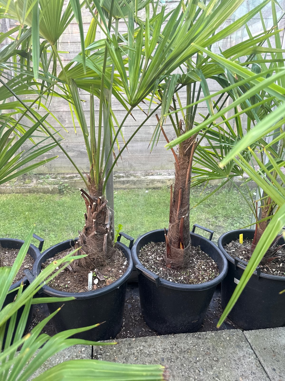 Trachycarpus Fortunei - Winterharde Palmboom, Volle zon, Vaste plant, Bloeit niet, Ophalen