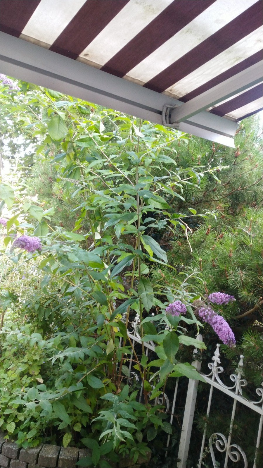 vlinder struik stekjes, Tuin en Terras, Overige soorten, 100 tot 250 cm, Zomer, Ophalen