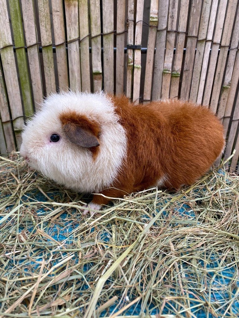 Fokgroep cavia rex roodbont, Dieren en Toebehoren, Knaagdieren, Cavia, Januari, Meerdere dieren, Tam
