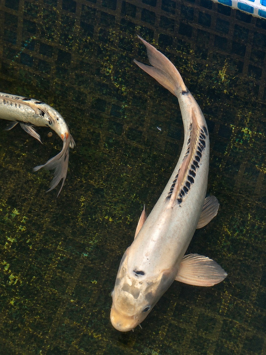 2 grote doitsu koi, Dieren en Toebehoren, Karper of Koi