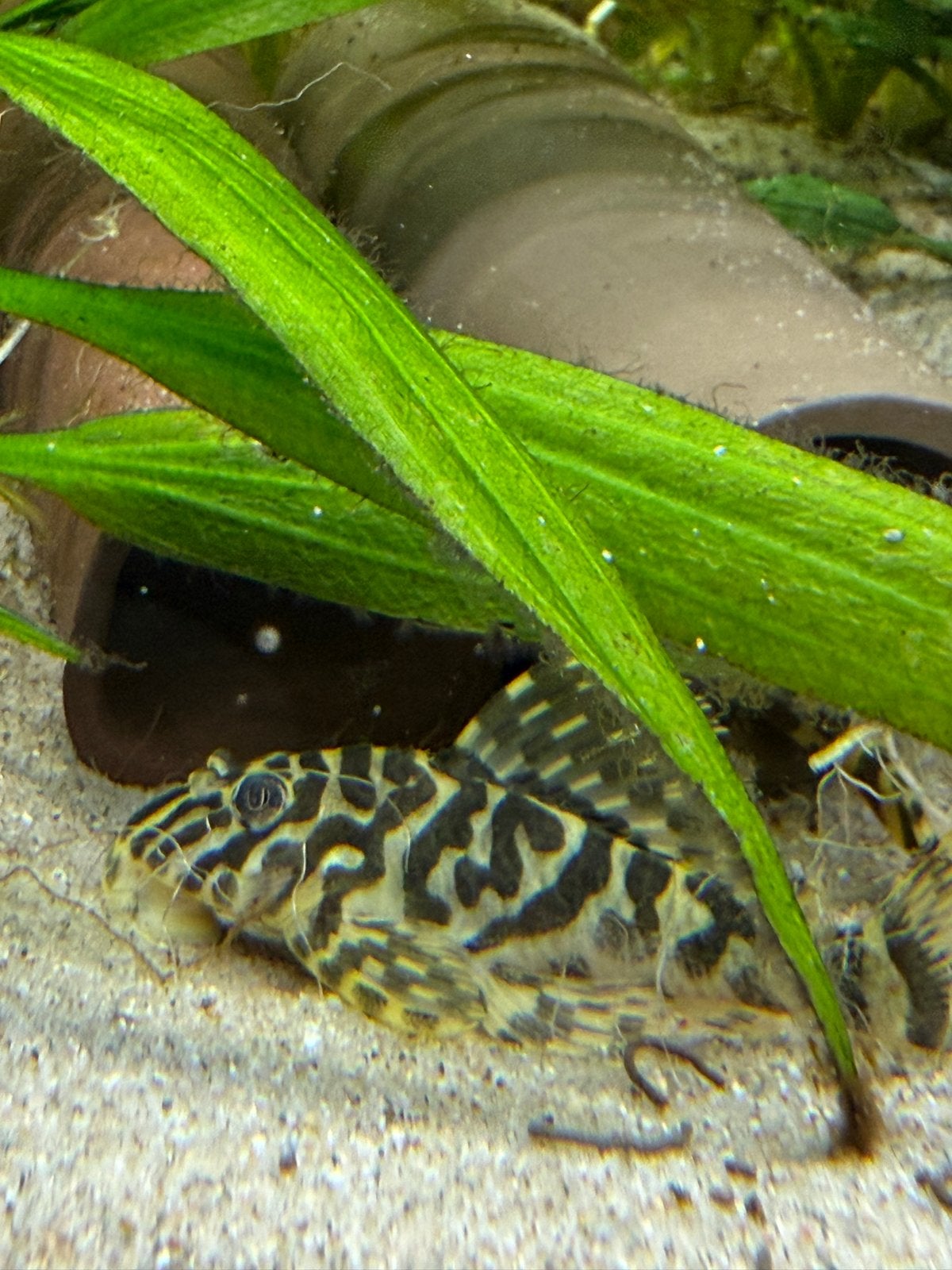 Kweekgroep volwassen L134 Leopard Frog Pleco, Vis, Zoetwatervis