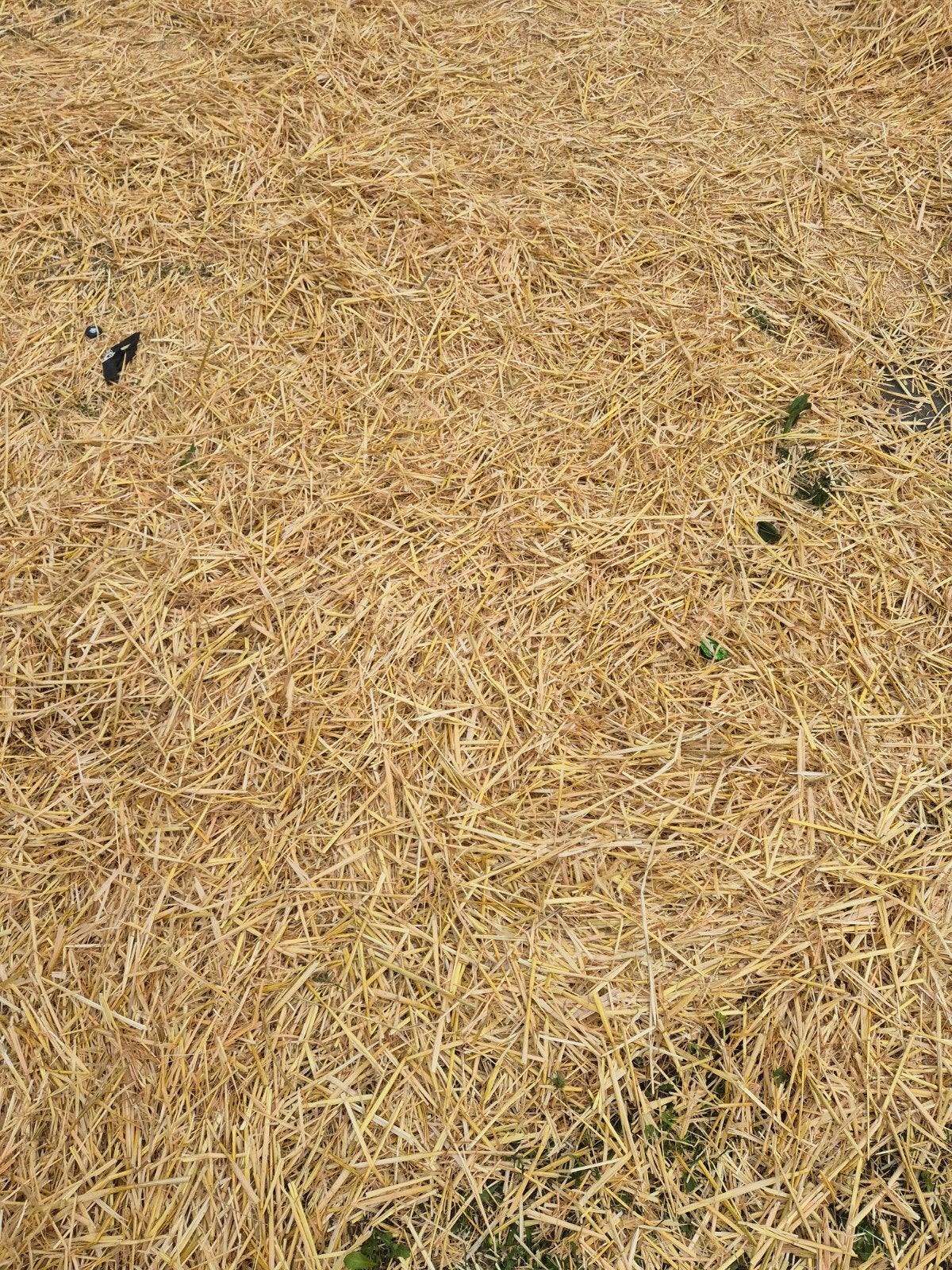 Stro voor tuin en landbouw, Ophalen of Verzenden, Gebruikt, Overige typen