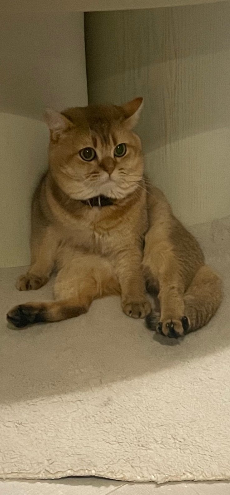 Britse korthaar golden shaded dekkater‼️, Kater