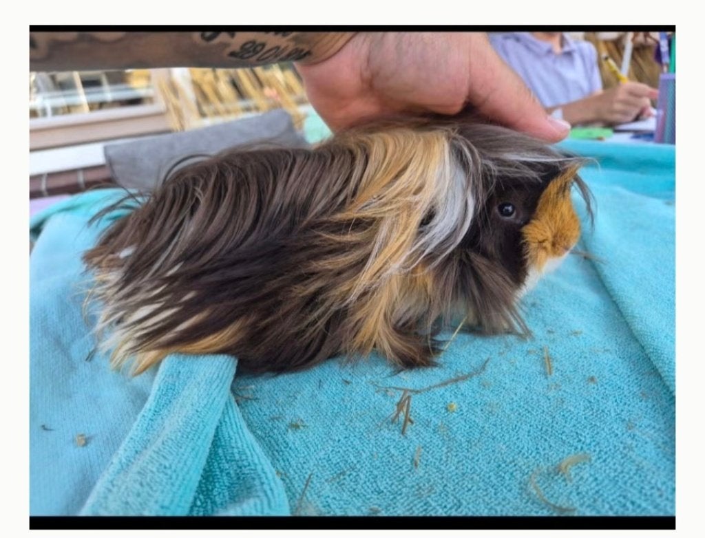 Peruviaan cavia beertje, Dieren en Toebehoren, Cavia, April, Mannelijk, Tam