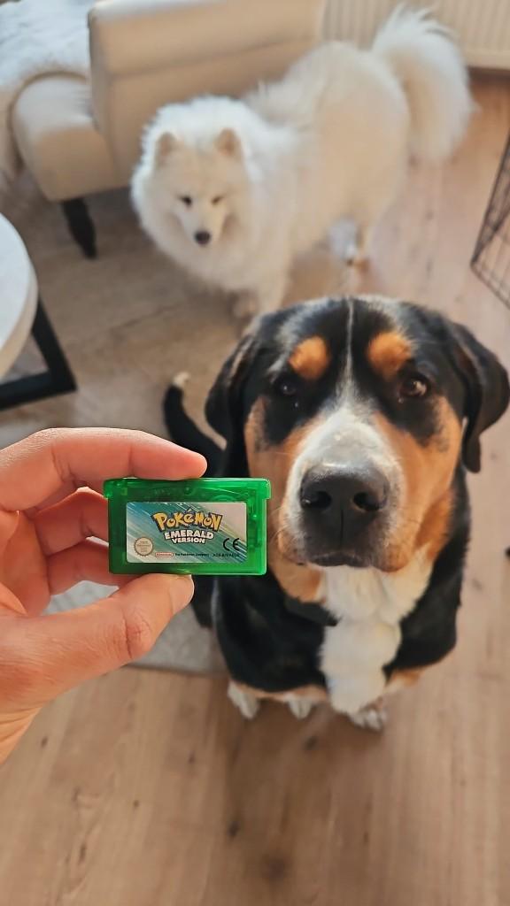Pokemon emerald, 1 speler, Zo goed als nieuw, Vanaf 3 jaar, Ophalen