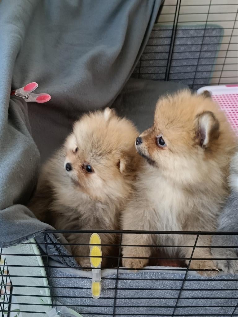 Super mooi 100% Pomeriaan pups   meisje  NL, Dieren en Toebehoren, Keeshond, 8 tot 15 weken, Parvo, Meerdere