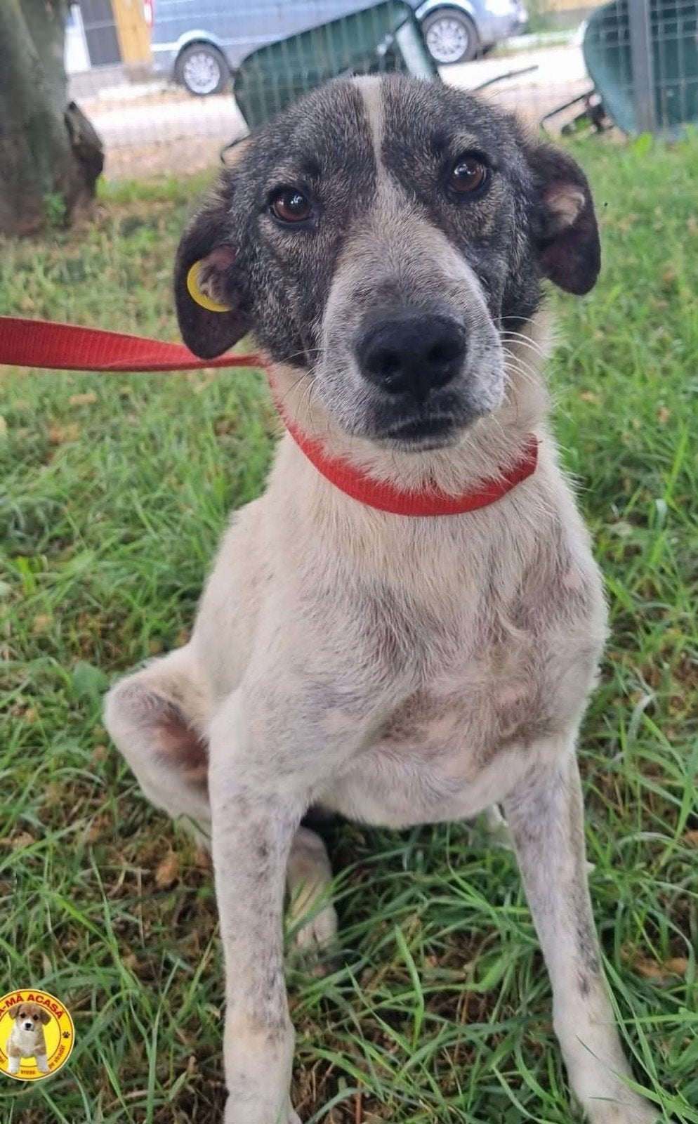 lieve zachtaardige clyde ter adoptie!, Dieren en Toebehoren, Honden | Niet-rashonden, Particulier, Reu, 1 tot 2 jaar, Buitenland