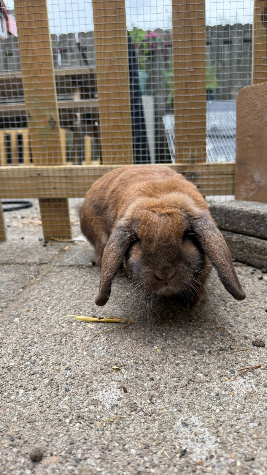 Mooie hangoor voedster, Dieren en Toebehoren, Konijnen, Vrouwelijk, Middelgroot, Hangoor, 3 tot 5 jaar