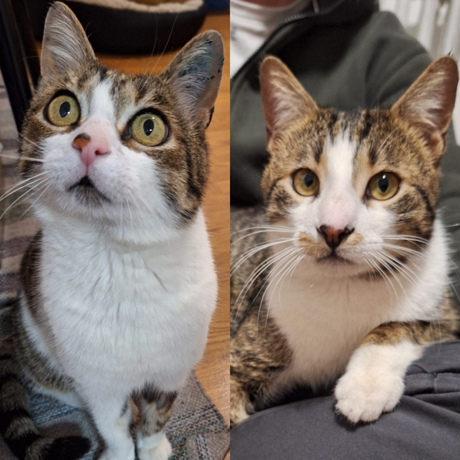Jimmy en Lulu een onwijs lief en aanhankelijk duo, Meerdere dieren, Kortharig, 0 tot 2 jaar