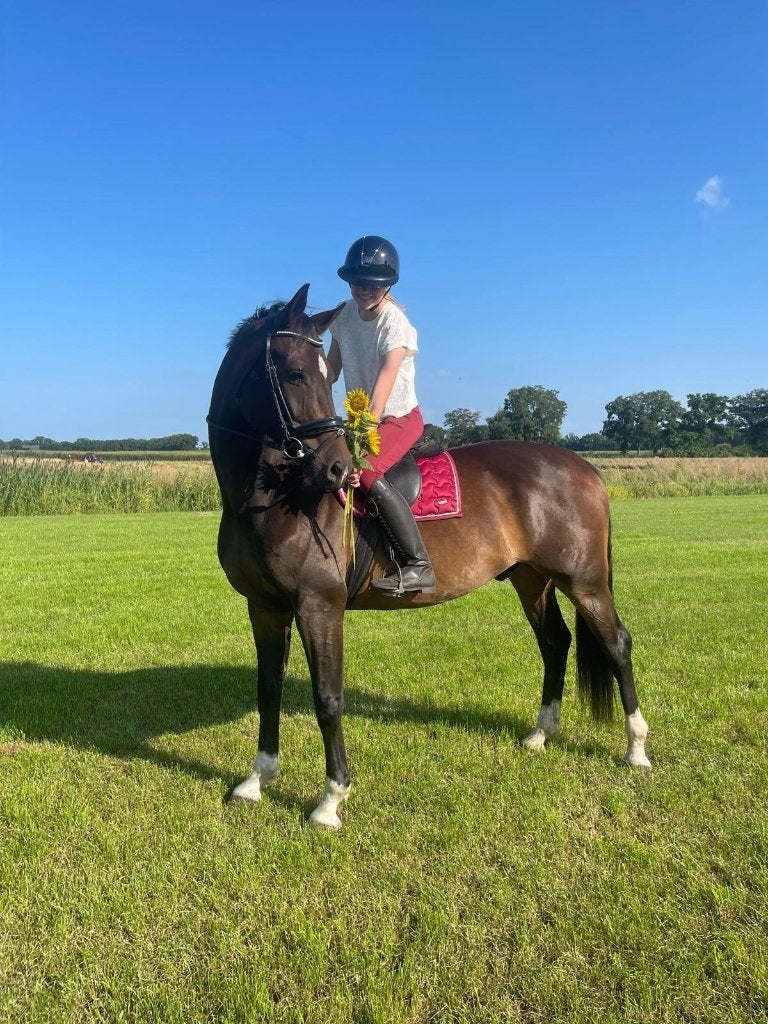 knappe ruin, recreatiesport, 7 jaar, v. Sandro Hit, Dieren en Toebehoren, Met stamboom, Ruin, Dressuurpaard, Zadelmak